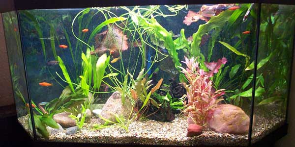 Как сделать красивый аквариум: необходимые компоненты
