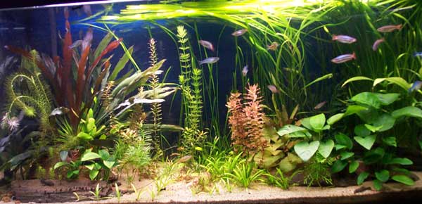 Почвопокровные растения для аквариума