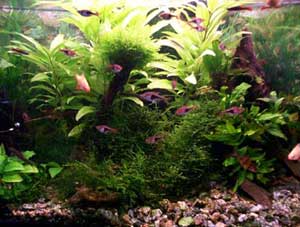 аквариум с живыми растениями