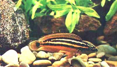   (Melanochromis aurafus)