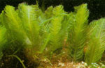 водоросли в морском аквариуме