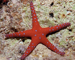 NECKLACE STARFISH FROMIA SPECIES 