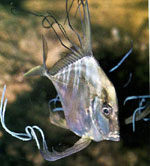рыба филосов, морская скалярия