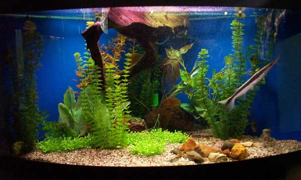 Красивое декорирование аквариума пластиковыми растениями