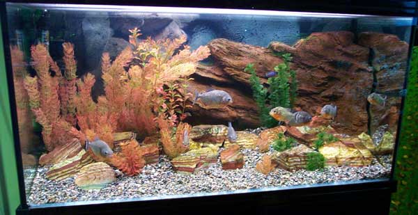 Декоративные аквариумные камни