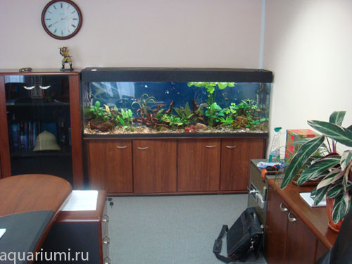 аквариум в кабинет