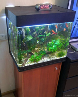 аквариум - кубик с живыми растениями